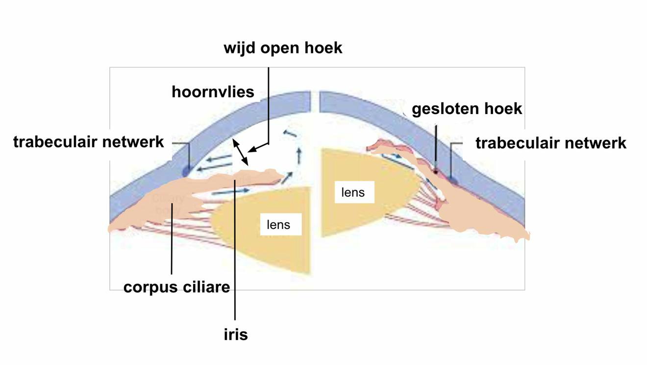 Schematische voorstelling van de voorkamerhoek