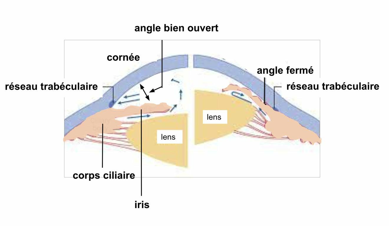 Dessin schématique de l'angle de la chambre antérieure